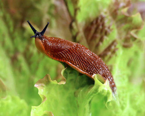 slug-meaning-in-english-english-meaning-of-slug-meaningdb